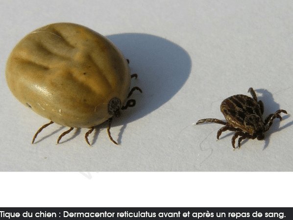 https://image.noelshack.com/fichiers/2026/16/6/1776542275-screenshot-2026-04-18-at-21-57-27-dermacentor-reticulatus-archives-fregis-h-pital-v-t-rinaire-paris-sp-cialiste-et-urgences-24h-24.jpg