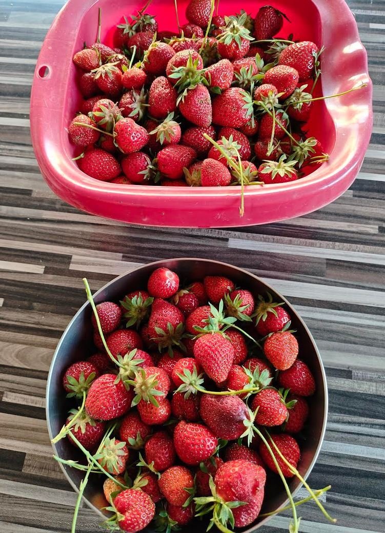 https://image.noelshack.com/fichiers/2026/22/1/1779741051-fraise.jpg