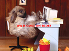 https://image.noelshack.com/fichiers/2009/26/1246060202-lapin2051113.jpg
