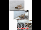 https://image.noelshack.com/fichiers/2009/27/1246407564-duck008375.jpg