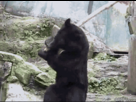https://image.noelshack.com/fichiers/2010/22/1275676216-05.gif