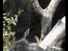 https://image.noelshack.com/fichiers/2010/27/1278601184-1266911833.gif