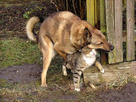 https://image.noelshack.com/fichiers/2010/40/1286200798-amur4-fb6139aa59.jpg