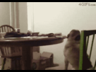 https://image.noelshack.com/fichiers/2012/12/1332186869-1330843958532.gif