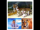 https://image.noelshack.com/fichiers/2012/14/1333450906-tigre.png