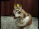 https://image.noelshack.com/fichiers/2012/15/1334417125-1333963439007.gif