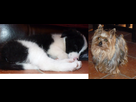 https://image.noelshack.com/fichiers/2012/17/1335377587-chiens.png