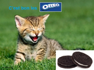 https://image.noelshack.com/fichiers/2012/18/1335954258-chat-oreo.jpg