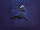 https://image.noelshack.com/fichiers/2012/19/1336776138-requin_002.jpg