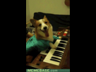 https://image.noelshack.com/fichiers/2012/20/1337099696-seor-gif-keyboard-corgi.gif