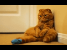 https://image.noelshack.com/fichiers/2012/21/1337562613-1337527553951.gif