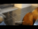 https://image.noelshack.com/fichiers/2012/21/1337627438-100912083206754284.gif