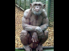 https://image.noelshack.com/minis/2012/21/1337813885-hairlesschimp2.png