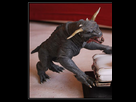 https://image.noelshack.com/fichiers/2012/21/1338133966-6bis.png