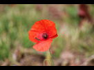 https://image.noelshack.com/fichiers/2012/22/1338463688-abeille.jpg