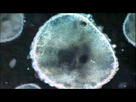 https://image.noelshack.com/fichiers/2012/22/1338492179-film01.png
