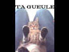https://image.noelshack.com/fichiers/2012/23/1338983519-Tagueule.jpg
