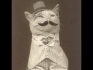 https://image.noelshack.com/fichiers/2012/23/1339266461-catstache.jpg