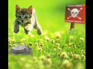 https://image.noelshack.com/fichiers/2012/25/1340091144-chat.png