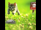 https://image.noelshack.com/fichiers/2012/25/1340091282-chat.png