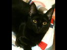 https://image.noelshack.com/fichiers/2012/25/1340112980-minette.jpg