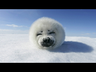 https://www.noelshack.com/2012-25-1340272353-harp_seal_upclose-1920x1080.jpg