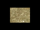 https://image.noelshack.com/fichiers/2012/25/1340278634-6423eb17de1221317824931d4621e0d0.png