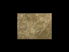 https://image.noelshack.com/fichiers/2012/25/1340278636-33e1713453979328859bf55c617c817d.png