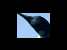 https://image.noelshack.com/fichiers/2012/25/1340278747-99190e7ef95166c1d201f9d2f38cdb9c.png