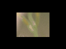 https://image.noelshack.com/fichiers/2012/25/1340278887-a35ba4ed89a8e8ae13e6651ca37736ac.png