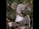 https://image.noelshack.com/fichiers/2012/25/1340279191-koala.gif