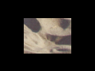 https://image.noelshack.com/fichiers/2012/25/1340280206-51a30233f442e3f7ee5d6a04bd0d428c.png