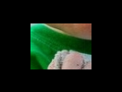 https://image.noelshack.com/fichiers/2012/25/1340280396-8262b80f3ff34b6b872024d830241457.png