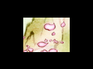 https://image.noelshack.com/fichiers/2012/25/1340281262-839f1b5025222cfd17715a45820d024e.png
