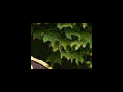 https://image.noelshack.com/fichiers/2012/25/1340281527-3bee93812caa2da864ba5cd4e88ab14e.png
