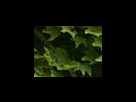 https://image.noelshack.com/fichiers/2012/25/1340281527-da7fd68d1a3f06337ddecd47210c76a5.png