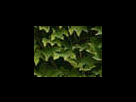 https://image.noelshack.com/fichiers/2012/25/1340281528-cd312def00cd10d9c9f9a1978d7507cc.png
