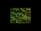 https://image.noelshack.com/fichiers/2012/25/1340281528-dd3bb9540b20b349631399574a5dfdc3.png