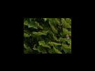 https://image.noelshack.com/fichiers/2012/25/1340281529-6b4846690f27d3fa0a7a1e64de41f192.png