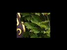 https://image.noelshack.com/fichiers/2012/25/1340281529-7f37e3c41b9e1d9aa77fcdaa904e0d2f.png