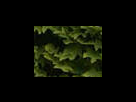 https://image.noelshack.com/fichiers/2012/25/1340281529-aeb9bc3616cb52af4772e3c5753f40ce.png