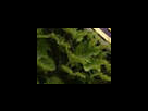 https://image.noelshack.com/fichiers/2012/25/1340281530-9fb634411d41abaf04921d3dd73c81b0.png