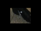 https://image.noelshack.com/fichiers/2012/25/1340281998-7fb22c730df860447c7165bf43baa1d9.png