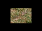 https://image.noelshack.com/fichiers/2012/25/1340282361-d772f536f2eb4cf106bf2ce3d333bfef.png
