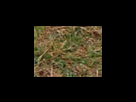https://image.noelshack.com/fichiers/2012/25/1340282362-6088c4f808e3f0e44201fc6815d3b2d3.png