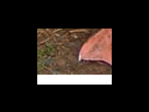 https://image.noelshack.com/fichiers/2012/25/1340282363-64261ac3a2929ba8b38a918cda70d396.png