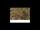 https://image.noelshack.com/fichiers/2012/25/1340282363-a75d6dd10d470d14ffb4d22c263ed52d.png