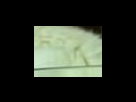 https://image.noelshack.com/fichiers/2012/25/1340282390-17211b285f9607c3434716d244b10e5d.png