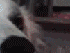 https://image.noelshack.com/fichiers/2012/25/1340283174-staring-contest-dog-hits-man-with-paw_18.gif