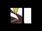 https://image.noelshack.com/fichiers/2012/25/1340283297-80848d7d404ee130969e4a7fcea10f78.png